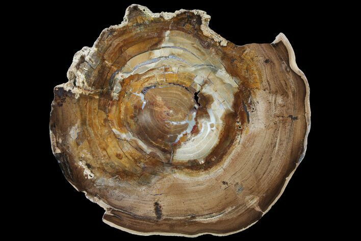 Petrified Wood (Cherry) Round - McDermitt, Oregon #93830